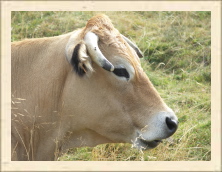 Cantal - 002