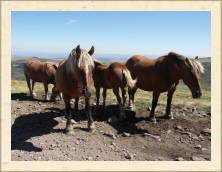 Cantal - 059