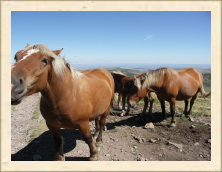 Cantal - 061