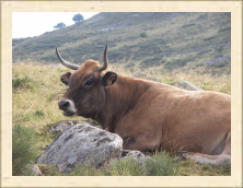 Cantal - 003