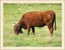 Cantal - 096