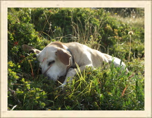 Cantal - 105