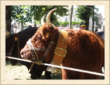 Cantal - 179
