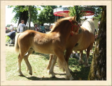 Cantal - 181